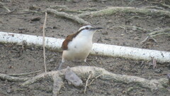 Campylorhynchus griseus