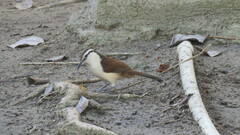 Campylorhynchus griseus