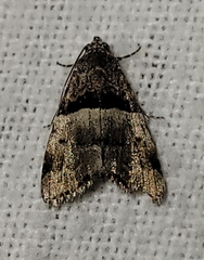 Cobubatha dividua