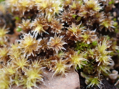 Syntrichia