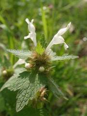 Lamium bifidum