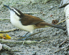 Campylorhynchus griseus
