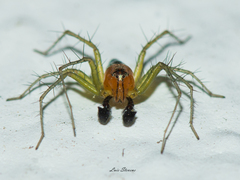 Oxyopes salticus