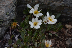 Dryas hookeriana