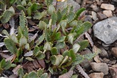 Dryas hookeriana