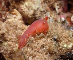 Nudibranchia