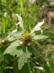 Lamium bifidum