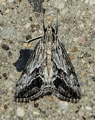Evergestis simulatilis