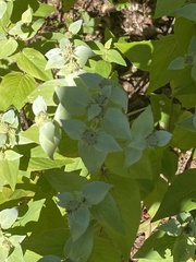 Pycnanthemum muticum
