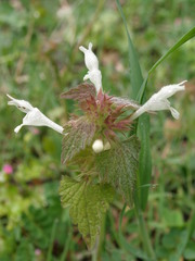 Lamium bifidum