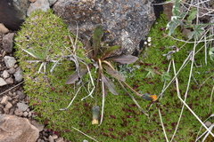 Taraxacum ceratophorum