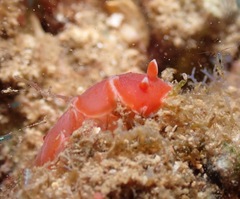 Nudibranchia