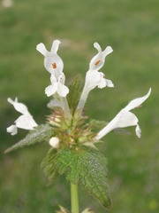 Lamium bifidum
