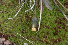 Taraxacum ceratophorum