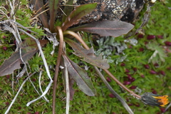 Taraxacum ceratophorum