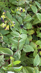 Hypericum androsaemum