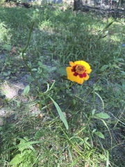 Coreopsis tinctoria