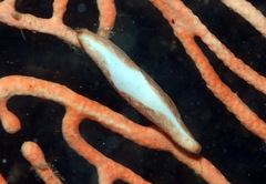 Pellasimnia annabelae