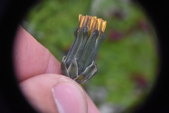Taraxacum ceratophorum