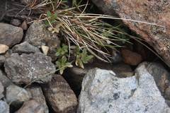 Cerastium beeringianum