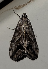 Evergestis simulatilis