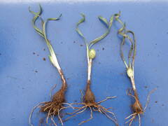 Sternbergia colchiciflora