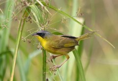 Geothlypis poliocephala