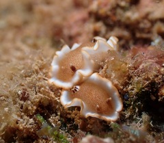 Glossodoris rufomarginata
