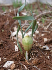 Sternbergia colchiciflora