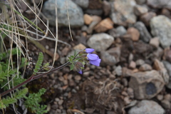 Polemonium pulcherrimum