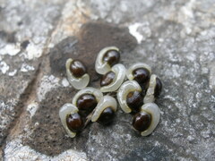 Sternbergia colchiciflora