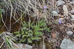 Polemonium pulcherrimum