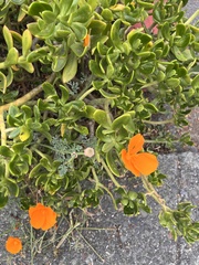Eschscholzia californica