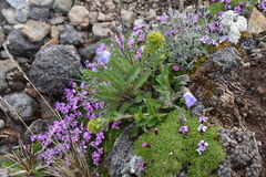 Solidago multiradiata