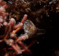 Philinopsis speciosa