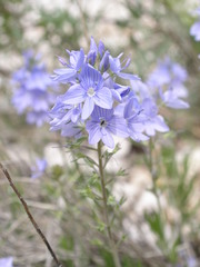 Veronica orbiculata