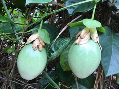 Passiflora alata