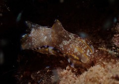 Philinopsis speciosa