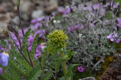 Solidago multiradiata