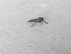 Neomochtherus willistoni