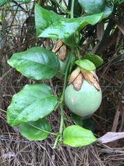 Passiflora alata