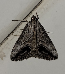 Evergestis simulatilis