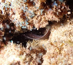 Brotula multibarbata