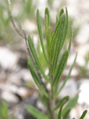 Veronica orbiculata