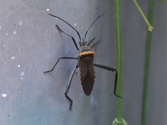 Phthiacnemia picta