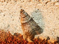 Sciota uvinella