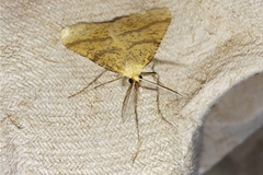 Aspitates ochrearia