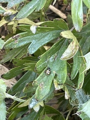 Hippodamia parenthesis