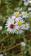 Symphyotrichum lanceolatum