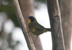 Geothlypis semiflava